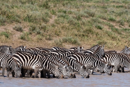 Picture of A HERD OF PLAINS ZEBRAS-HIDDEN VALLEY LAKE-NDUTU-NGORONGORO CONSERVATION AREA-SERENGETI-TANZANIA