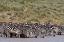 Picture of A HERD OF PLAINS ZEBRAS-HIDDEN VALLEY LAKE-NDUTU-NGORONGORO CONSERVATION AREA-SERENGETI-TANZANIA