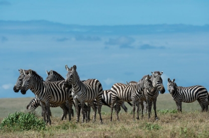 Picture of PLAINS ZEBRAS-EQUUS QUAGGA-NDUTU-NGORONGORO CONSERVATION AREA-SERENGETI-TANZANIA