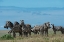 Picture of PLAINS ZEBRAS-EQUUS QUAGGA-NDUTU-NGORONGORO CONSERVATION AREA-SERENGETI-TANZANIA