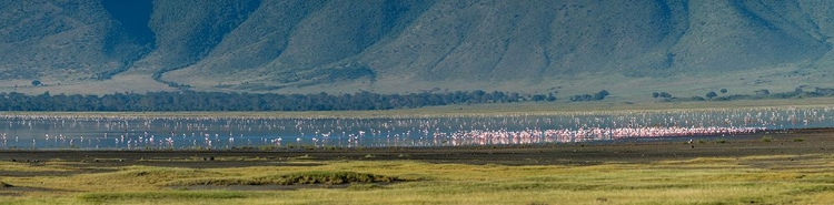 Picture of GREATER FLAMINGOS-NGORONGORO CRATER-NGORONGORO CONSERVATION AREA-SERENGETI-TANZANIA