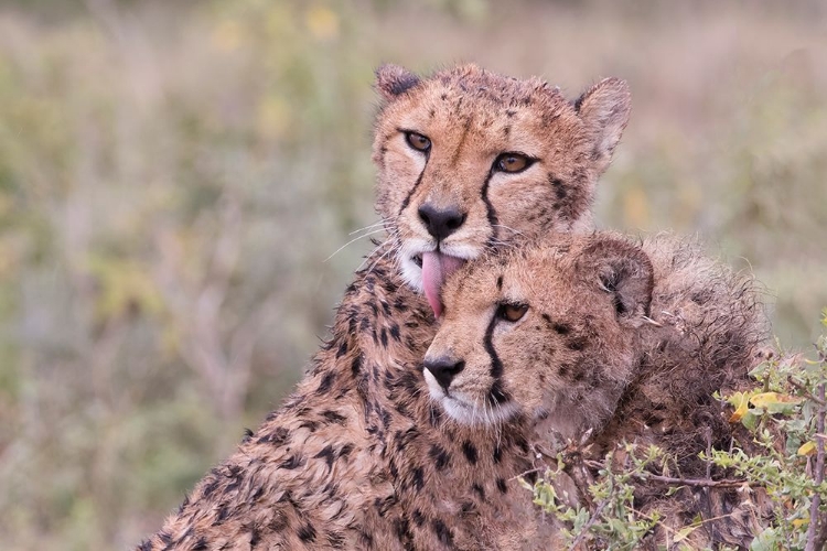 Picture of CHEETAH CUBS BONDING-WHILE WAITING THE CALL FOR DINNER-SERENGETI-TANZANIA-AFRICA