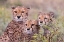 Picture of CHEETAH CUBS TRYING TO HIDE BEHIND BUSH-BUT TOO CURIOUS TO STAY IN HIDING-SERENGETI-TANZANIA-AFRICA