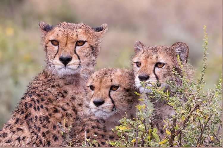 Picture of CHEETAH CUBS TRYING TO HIDE BEHIND BUSH-BUT TOO CURIOUS TO STAY IN HIDING-SERENGETI-TANZANIA-AFRICA