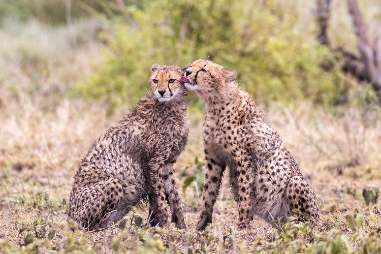 Picture of CHEETAH CUBS BONDING-SERENGETI NATIONAL PARK-TANZANIA-AFRICA