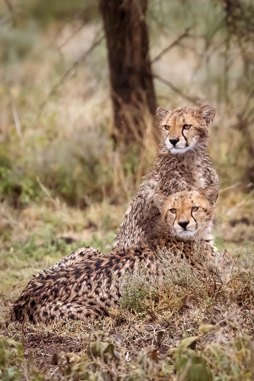 Picture of CHEETAH CUBS-SERENGETI NATIONAL PARK-TANZANIA-AFRICA