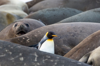 Picture of SOUTHERN OCEAN-SOUTH GEORGIA-A KING PENGUIN-ELEPHANT SEALS LYING ON THE BEACH