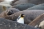 Picture of SOUTHERN OCEAN-SOUTH GEORGIA-A KING PENGUIN-ELEPHANT SEALS LYING ON THE BEACH