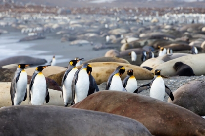 Picture of SOUTHERN OCEAN-SOUTH GEORGIA-A GROUP OF KING PENGUINS-ELEPHANT SEALS