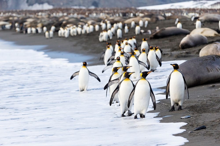 Picture of SOUTHERN OCEAN-SOUTH GEORGIA-KING PENGUIN-ELEPHANT SEALS