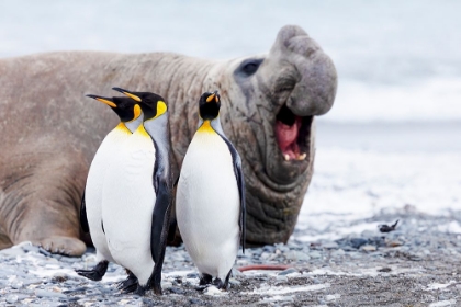 Picture of SOUTHERN OCEAN-SOUTH GEORGIA-SALISBURY PLAIN-KING PENGUIN-SOUTHERN ELEPHANT SEAL