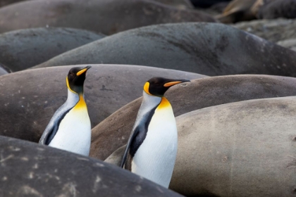 Picture of SOUTHERN OCEAN-SOUTH GEORGIA-KING PENGUINS-ELEPHANT SEALS
