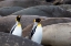 Picture of SOUTHERN OCEAN-SOUTH GEORGIA-KING PENGUINS-ELEPHANT SEALS