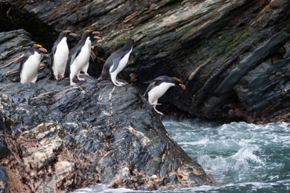 Picture of SOUTHERN OCEAN-SOUTH GEORGIA-COOPER BAY-MACARONI PENGUINS