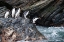 Picture of SOUTHERN OCEAN-SOUTH GEORGIA-COOPER BAY-MACARONI PENGUINS