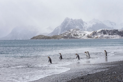 Picture of SOUTHERN OCEAN-SOUTH GEORGIA-SALISBURY PLAIN-PENGUIN