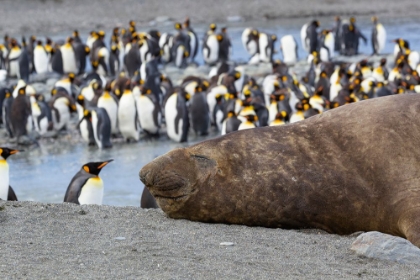 Picture of SOUTHERN OCEAN-SOUTH GEORGIA-A LARGE ELEPHANT SEAL BULL LIES IN THE MIDST OF MANY PENGUINS