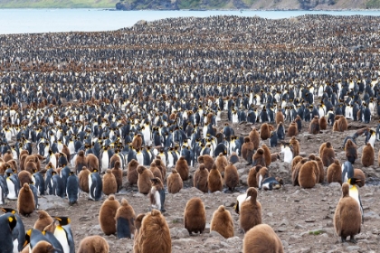 Picture of SOUTHERN OCEAN-SOUTH GEORGIA-ST-ANDREWS BAY-