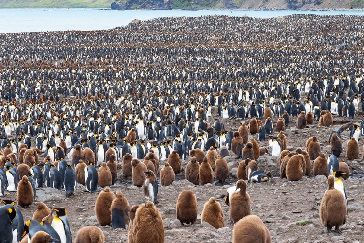 Picture of SOUTHERN OCEAN-SOUTH GEORGIA-ST-ANDREWS BAY-