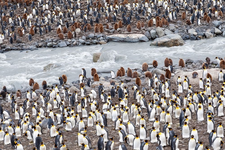 Picture of SOUTHERN OCEAN-SOUTH GEORGIA-ST-ANDREWS BAY-PENGUINS