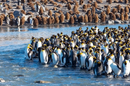 Picture of SOUTHERN OCEAN-SOUTH GEORGIA-ST-ANDREWS BAY-KING PENGUINS
