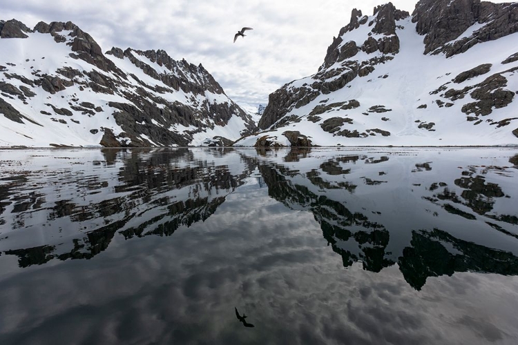 Picture of SOUTHERN OCEAN-SOUTH GEORGIA-LARSEN HARBOR-DRYGALSKI FJORD