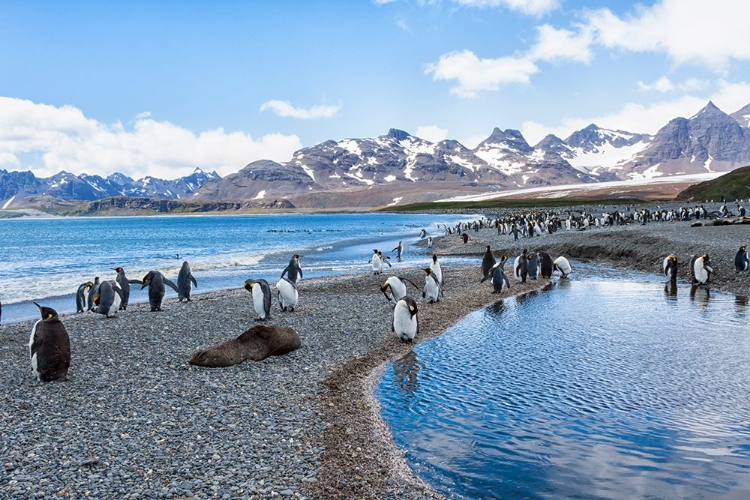 Picture of SOUTHERN OCEAN-SOUTH GEORGIA-SALISBURY PLAIN-MOUNTAINS