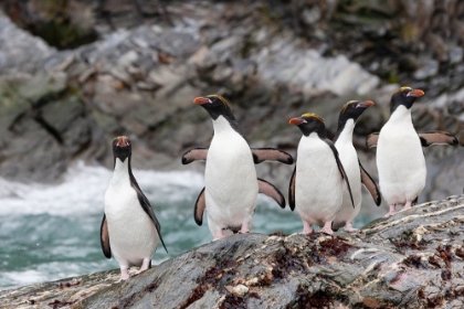 Picture of SOUTHERN OCEAN-SOUTH GEORGIA-COOPER BAY-MACARONI PENGUIN
