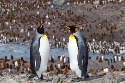 Picture of SOUTHERN OCEAN-SOUTH GEORGIA-ADULT PENGUINS