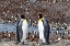 Picture of SOUTHERN OCEAN-SOUTH GEORGIA-ADULT PENGUINS