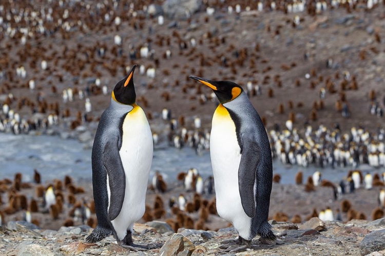 Picture of SOUTHERN OCEAN-SOUTH GEORGIA-ADULT PENGUINS