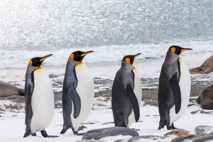 Picture of SOUTHERN OCEAN-SOUTH GEORGIA-SALISBURY PLAIN-ADULT KING PENGUINS-SNOWY BEACH