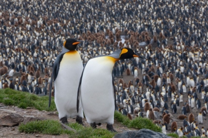 Picture of SOUTHERN OCEAN-SOUTH GEORGIA-ST-ANDREWS BAY-TWO ADULTS STAND TOGETHER OVERLOOKING THE CROWDED COLONY