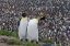 Picture of SOUTHERN OCEAN-SOUTH GEORGIA-ST-ANDREWS BAY-TWO ADULTS STAND TOGETHER OVERLOOKING THE CROWDED COLONY