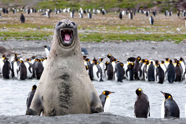 Picture of SOUTHERN OCEAN-SOUTH GEORGIA-SOUTHERN ELEPHANT SEAL-AN ELEPHANT SEAL BULL BELLOWS