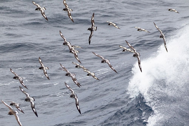 Picture of SOUTHERN OCEAN-SOUTH GEORGIA-CAPE PETREL OR PINTADO-DAPTION CAPENSE-SOUTH GEORGIA