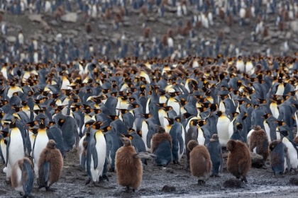 Picture of SOUTHERN OCEAN-SOUTH GEORGIA-ST-ANDREWS BAY-THE ROOKERY IS CROWDED WITH ADULTS AND A FEW CHICKS