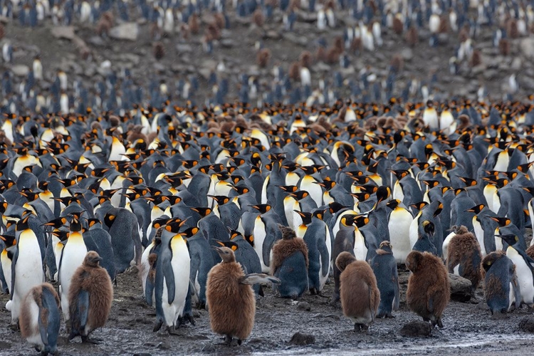 Picture of SOUTHERN OCEAN-SOUTH GEORGIA-ST-ANDREWS BAY-THE ROOKERY IS CROWDED WITH ADULTS AND A FEW CHICKS