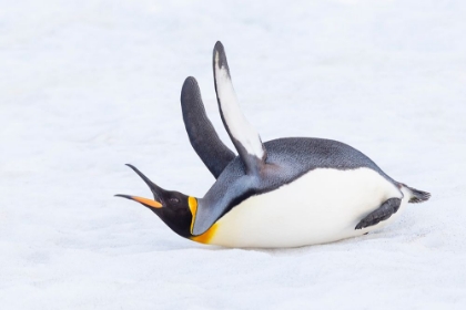 Picture of SOUTHERN OCEAN-SOUTH GEORGIA-A KING PENGUIN FLAPS ITS FLIPPERS AND VOCALIZES WHILE LYING DOWN