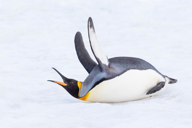 Picture of SOUTHERN OCEAN-SOUTH GEORGIA-A KING PENGUIN FLAPS ITS FLIPPERS AND VOCALIZES WHILE LYING DOWN