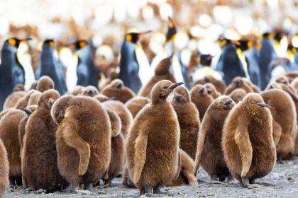 Picture of SOUTHERN OCEAN-SOUTH GEORGIA-KING PENGUIN CHICKS STAND TOGETHER WITH ADULTS IN THE BACKGROUND