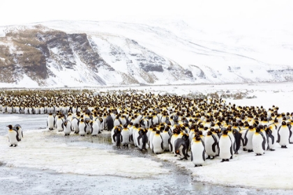Picture of SOUTHERN OCEAN-SOUTH GEORGIA-SALISBURY PLAIN-NON BREEDING ADULTS CONGREGATE ON THE ICY PLAINS