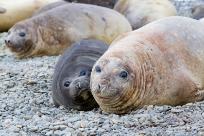 Picture of SOUTHERN OCEAN-SOUTH GEORGIA-A FEMALE ELEPHANT SEAL AND HER PUP LIE TOGETHER ON THE BEACH