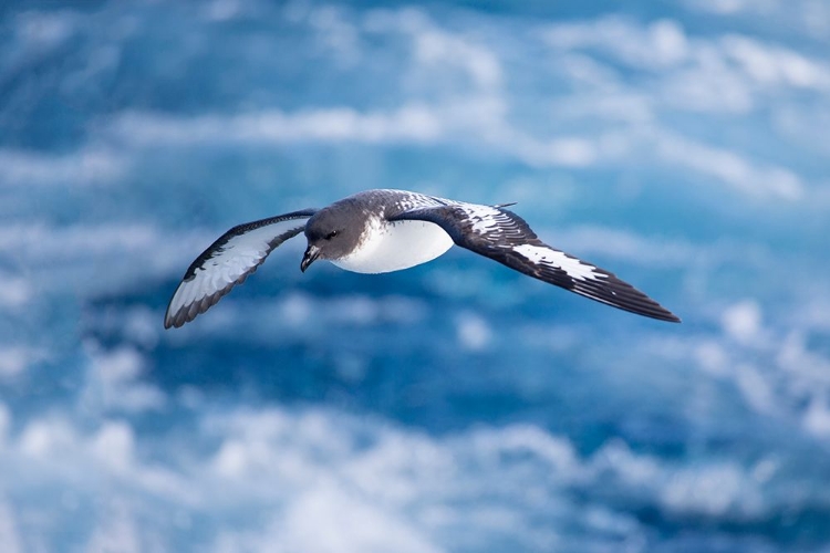 Picture of SOUTHERN OCEAN-SOUTH GEORGIA-CAPE PETREL OR PINTADO-DAPTION CAPENSE