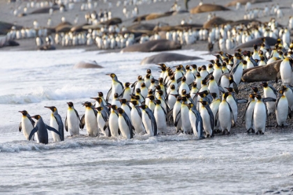 Picture of SOUTHERN OCEAN-SOUTH GEORGIA-KING PENGUIN-APTENODYTES PATAGONICUS