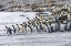 Picture of SOUTHERN OCEAN-SOUTH GEORGIA-KING PENGUIN-APTENODYTES PATAGONICUS