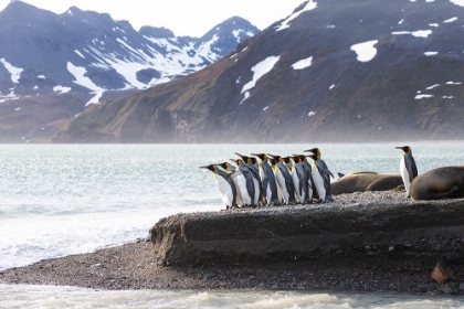 Picture of SOUTHERN OCEAN-SOUTH GEORGIA-KING PENGUIN-APTENODYTES PATAGONICUS