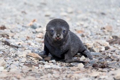 Picture of SOUTHERN OCEAN-SOUTH GEORGIA-ANTARCTIC FUR SEAL-PORTRAIT OF A VERY YOUNG FUR SEAL PUP WITH BLUE EYES