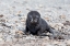 Picture of SOUTHERN OCEAN-SOUTH GEORGIA-ANTARCTIC FUR SEAL-PORTRAIT OF A VERY YOUNG FUR SEAL PUP WITH BLUE EYES