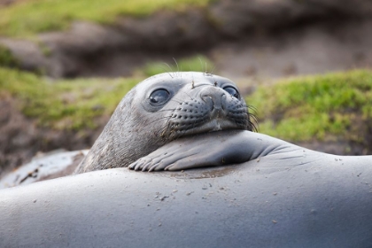 Picture of SOUTHERN OCEAN-SOUTH GEORGIA-A YOUNG ELEPHANT SEAL MOUTHS THE FLIPPER OF ANOTHER
